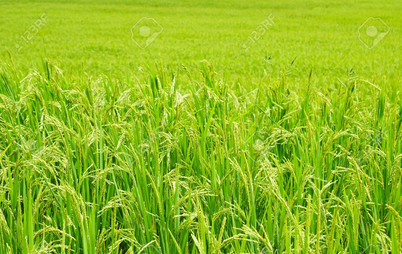 Mexico's rice import plan may open door for Vietnamese grain