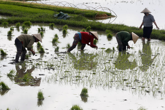 World loses its appetite for pricey Vietnamese rice